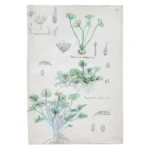Miniatura principal de Dibujos botánicos