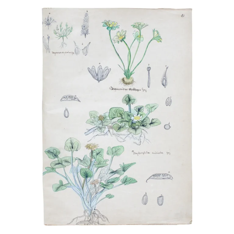 Dibujos botánicos