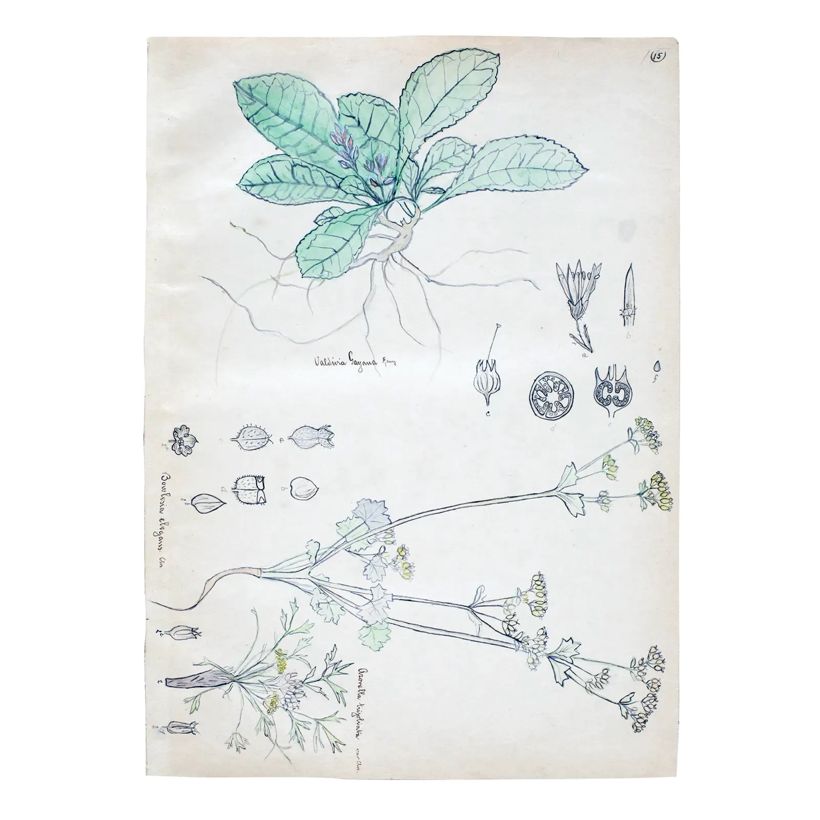Miniatura del objeto Dibujos botánicos